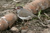 African Three-banded Plover (Charadrius tricollaris) - Ethiopia