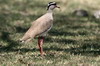 Crowned Lapwing (Vanellus coronatus) - Ethiopia