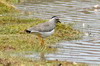 Vanneau d'Abyssinie (Vanellus melanocephalus) - Ethiopie