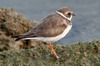 Semipalmated Plover (Charadrius semipalmatus) - Mexico