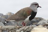 Vanneau tro (Vanellus chilensis) - Argentine