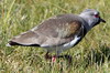 Southern Lapwing (Vanellus chilensis) - Argentina