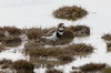 Two-banded Plover (Charadrius falklandicus) - Argentina