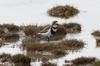 Pluvier des Falkland (Charadrius falklandicus) - Argentine