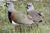 Southern Lapwing (Vanellus chilensis) - Chile