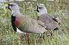 Vanneau tro (Vanellus chilensis) - Chili