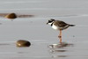 Grand Gravelot (Charadrius hiaticula) - Maroc