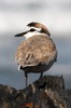 Pluvier � front blanc (Charadrius marginatus) - Afrique du Sud