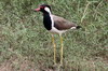 Red-wattled Lapwing (Vanellus indicus) - Sri Lanka