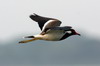 Red-wattled Lapwing (Vanellus indicus) - Sri Lanka