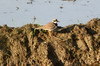 Little Ringed Plover (Charadrius dubius) - Sri Lanka