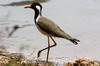 Red-wattled Lapwing (Vanellus indicus) - Sri Lanka