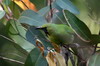 Golden-fronted Leafbird (Chloropsis aurifrons) - Sri Lanka