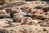 White Stork (Ciconia ciconia) - Egypt