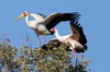 Yellow-billed Stork (Mycteria ibis) - Botswana