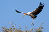 Yellow-billed Stork (Mycteria ibis) - Botswana