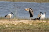 Yellow-billed Stork (Mycteria ibis) - Botswana