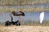 Yellow-billed Stork (Mycteria ibis) - Botswana