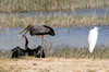 Tantale ibis (Mycteria ibis) - Botswana