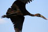 African Openbill (Anastomus lamelligerus) - Botswana