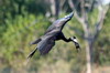 African Openbill (Anastomus lamelligerus) - Botswana