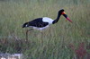 Saddle-billed Stork (Ephippiorhynchus senegalensis) - Botswana