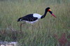 Jabiru d'Afrique (Ephippiorhynchus senegalensis) - Botswana