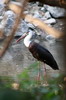 Cigogne piscopale (Ciconia episcopus) - Inde