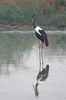 Black-necked Stork (Ephippiorhynchus asiaticus) - India