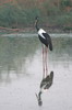 Jabiru d'Asie (Ephippiorhynchus asiaticus) - Inde