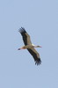 Cigogne blanche (Ciconia ciconia) - France