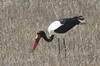 Saddle-billed Stork (Ephippiorhynchus senegalensis) - Ethiopia