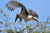 Marabou (Leptoptilos crumenifer) - Ethiopia