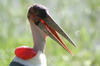 Marabout d'Afrique (Leptoptilos crumenifer) - Ethiopie