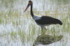 Saddle-billed Stork (Ephippiorhynchus senegalensis) - Ethiopia