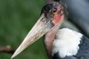 Marabou (Leptoptilos crumenifer) - Ethiopia