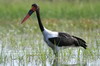 Jabiru d'Afrique (Ephippiorhynchus senegalensis) - Ethiopie