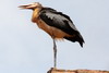 Lesser Adjutant (Leptoptilos javanicus) - Cambodia