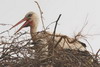 White Stork (Ciconia ciconia) - Morocco