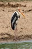 Painted Stork (Mycteria leucocephala) - Sri Lanka