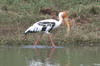 Painted Stork (Mycteria leucocephala) - Sri Lanka