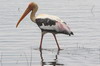 Painted Stork (Mycteria leucocephala) - Sri Lanka