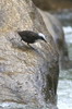 White-capped Dipper (Cinclus leucocephalus) - Peru