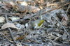 Bleating Camaroptera (Camaroptera brachyura) - Namibia