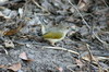 Camaroptre  tte grise (Camaroptera brachyura) - Namibie