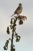 Stout Cisticola (Cisticola robustus) - Ethiopia