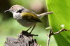 Bleating Camaroptera (Camaroptera brachyura) - Ethiopia