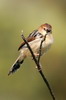 Ethiopian Cisticola (Cisticola lugubris) - Ethiopia