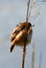 Cisticole des joncs (Cisticola juncidis) - France