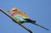 Rollier  longs brins (Coracias caudatus) - Botswana